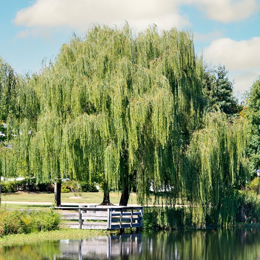 アウガルテン　Willow Amazon.com : Weeping Willow, Deciduous, Fast-Growing, Shade